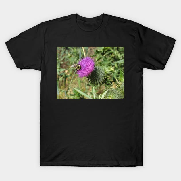 Busy bumblebee searching for pollen T-Shirt by Steves-Pics